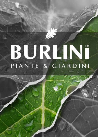 burlini